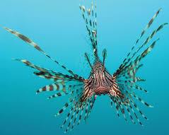 Lionfish sea animal