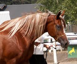 Bildresultat för Unghästar arab