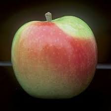 Image result for early transparent gage