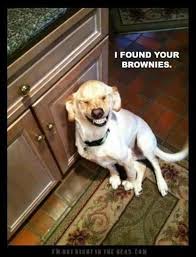 Image result for funny animal pictures