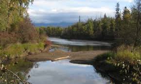 Image result for organisms and their environment