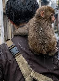 頑張れパンチ君 When it rains, Oran Mama becomes heavier, and ...