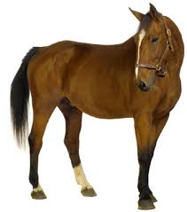 Image result for HORSE