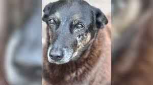 MP acompanha investigações de caso que levou à morte de cachorro em Florianópolis