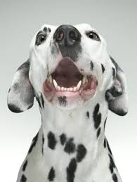 Τι είναι το δόντι του σκύλου;