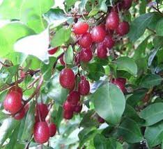 Image result for goumi