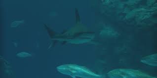 Mississippi Coast Offers Opportunities for Kids and Seniors