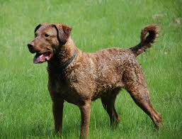 Image result for "Chesapeake bay retriever"