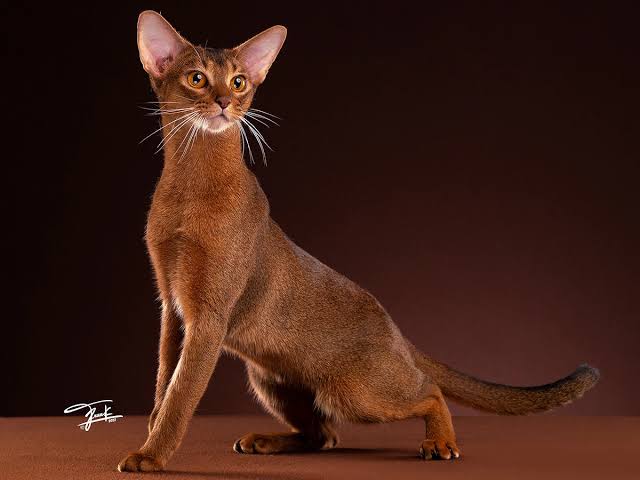 Abyssinian - cfa