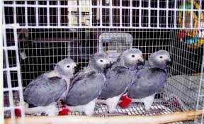 Image result for african grey parrot for sale