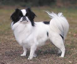 Τι είναι το Japanese Chin;