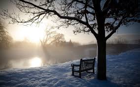 Image result for trees in winter images