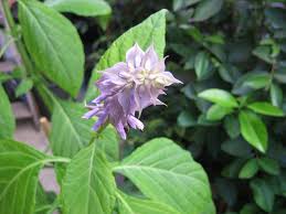 Flor de la Salvia Divinorum