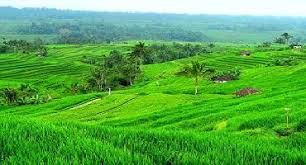 Hasil gambar untuk full day tour tanah lot