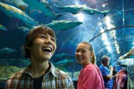 SeaWorld Drops Jaws with Reimagined Exhibit
