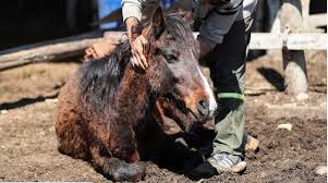 ENCEFALOMIELITIS EQUINA: 98 CASOS CONFIRMADOS EN PROVINCIA Y ...