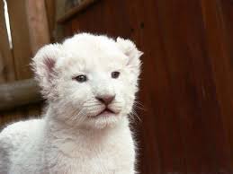 White Lion Cub. White Lion Cub by Lilla Frerichs &middot; Premium Download 3264 x 2448 pixels 4.33 MB (JPEG). Portrait of white lion cub - white-lion-cub-1369509546XbK