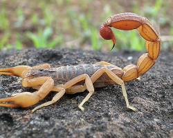 Image of Scorpions