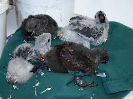 Image result for african grey parrot for sale