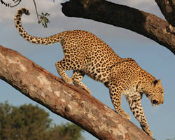Image of Leopard in Ruaha National Park