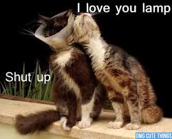 Image result for Animal Meme