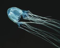 Australian box jellyfish