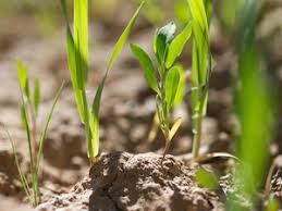 soil ile ilgili görsel sonucu