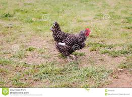 Résultat de recherche d'images pour "poule image gratuite"