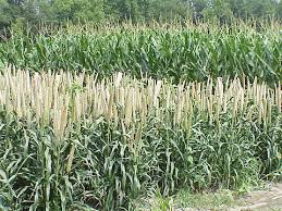 Image result for MILLET