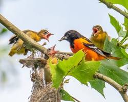 Image of Baltimore Oriole nest