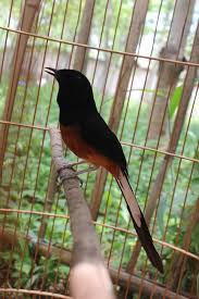 Hasil gambar untuk murai batu