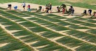 Kết quả hình ảnh cho muôn màu làng cói kim sơn