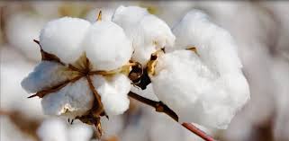 Image result for cotton