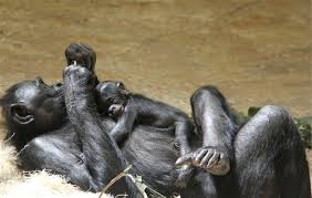 Memphis Zoo Announces Return of Mold-A-Rama and Repairs Bonobo Exhibit