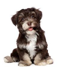 Resultado de imagen de fotos de perros