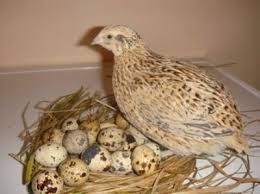 Image result for quail eggs