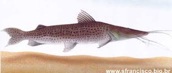 Resultado de imagem para pesca rs