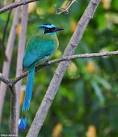 Image result for blue crowned motmot google images
