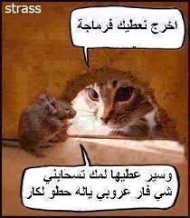 Image result for ‫انت او شهرك‬‎