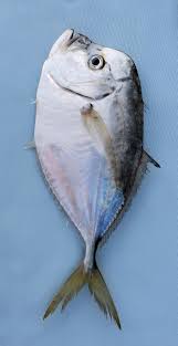 Image result for moonfish