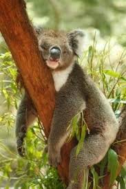 Animals. - Koala Bears on Pinterest | Koalas, Koala Bears and Baby ... via Relatably.com