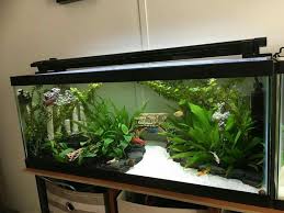 Image result for betta fish tank