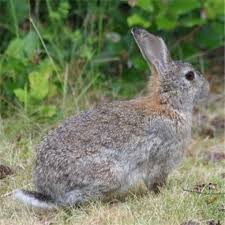 Image result for RABBIT
