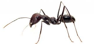 Résultats de recherche d'images pour « FOURMIS PHOTO »