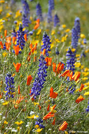 Image result for california wildflowers