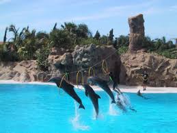 Resultado de imagen de imagenes de loro parque