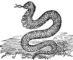 Image result for tiny asp snake