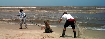 Resultado de imagem para pesca rs