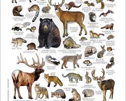 Image of various Texas small mammals