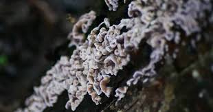 “Schokkend: Plantenschimmel infecteert mens voor het eerst, roept bezorgdheid op”